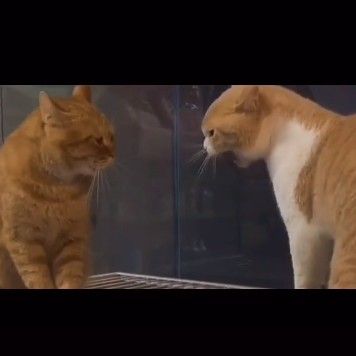 被吼后委屈巴巴的小猫咪表情包分享[多图]图片1