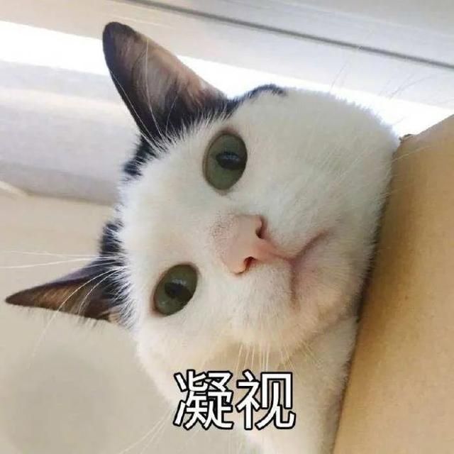 猫猫能有什么坏心眼表情包大全 猫猫能有什么坏心眼呢