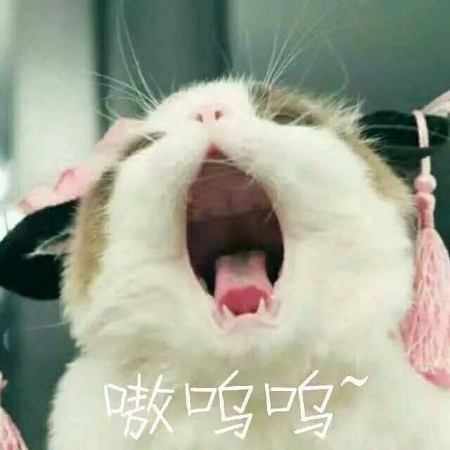 猫猫能有什么坏心眼表情包大全 猫猫能有什么坏心眼呢