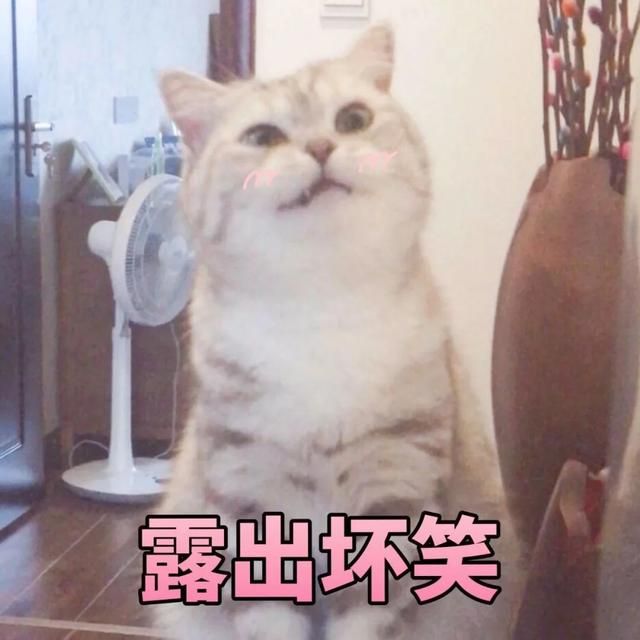 猫猫能有什么坏心眼呢表情包[多图]图片1