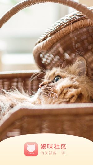猫咪官网社区入口app官方网站最新下载图片3