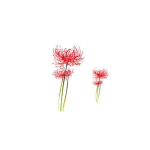 曼珠沙华的花朵符号网名图1