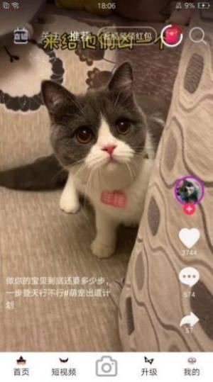 猛虎视频app免费视频图片1