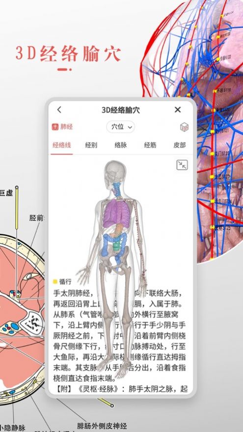 3Dbody解剖学软件图1