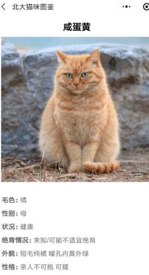 北大猫咪图鉴app图2