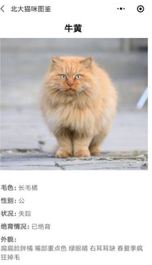 北大猫咪图鉴app手机版软件图片1