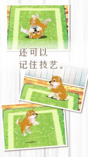 养育柴犬的治愈游戏图2