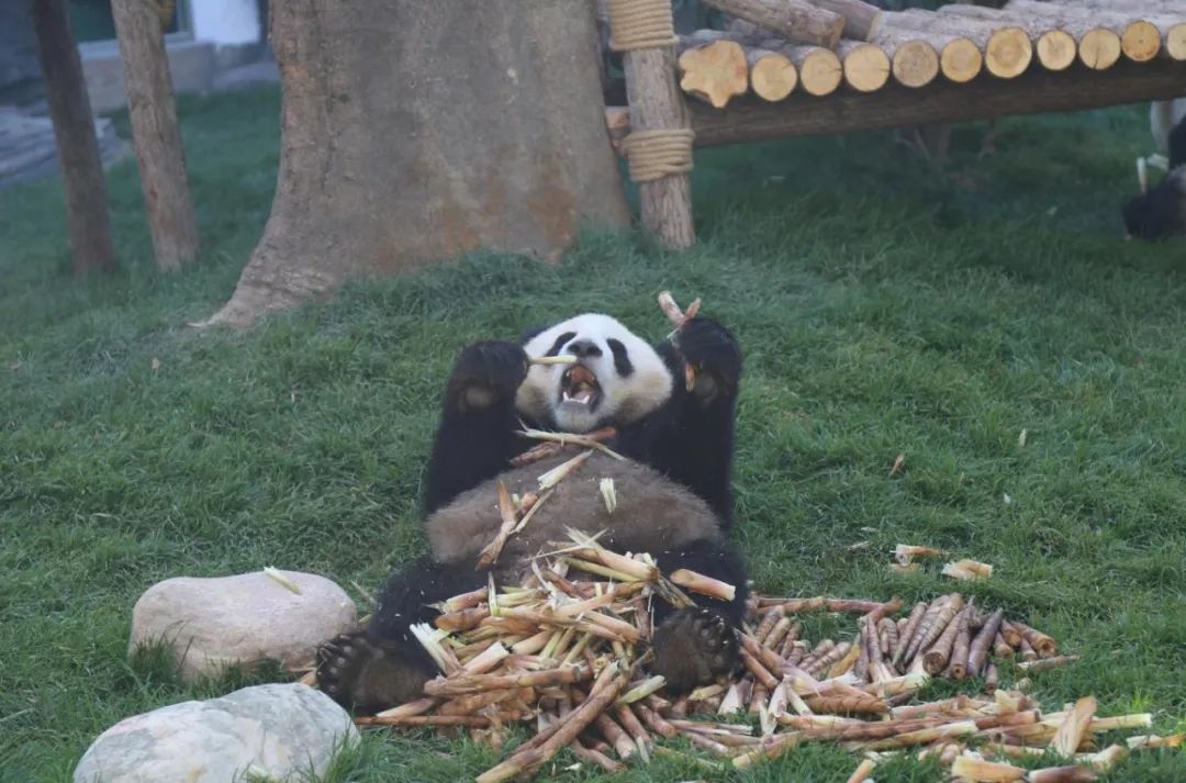 森林驿站野外的大熊猫每天要花10~14小时用来吃[多图]图片1