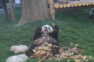 森林驿站野外的大熊猫每天要花10~14小时用来吃图片1