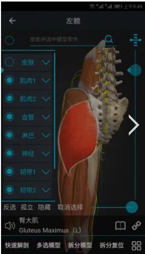 医维度人体解剖软件图2