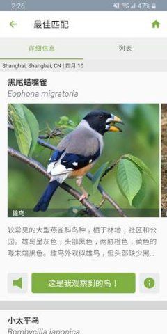 Merlin Bird ID鸟类识别app软件