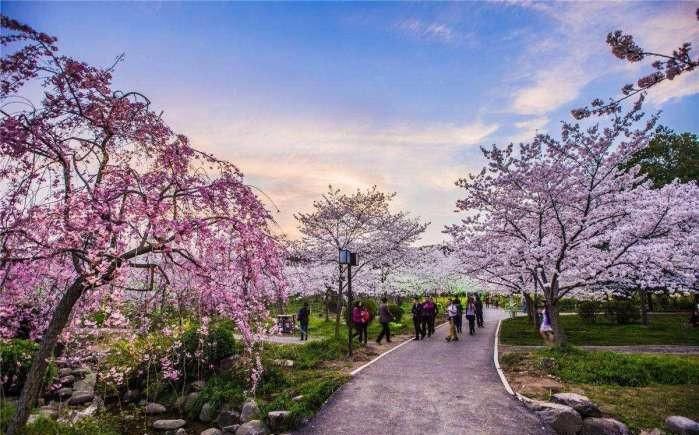 2021武汉大学樱花开放期间预约官方图片1