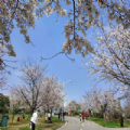 2021武汉大学樱花预约 网上预约 v1.0