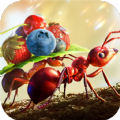 小小蚁国蚂蚁向前冲手游官方安卓版 v1.0