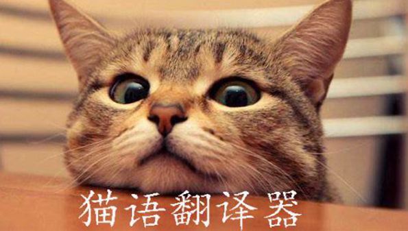 猫语翻译器软件_猫语翻译器哪个好_免费翻译猫语的软件