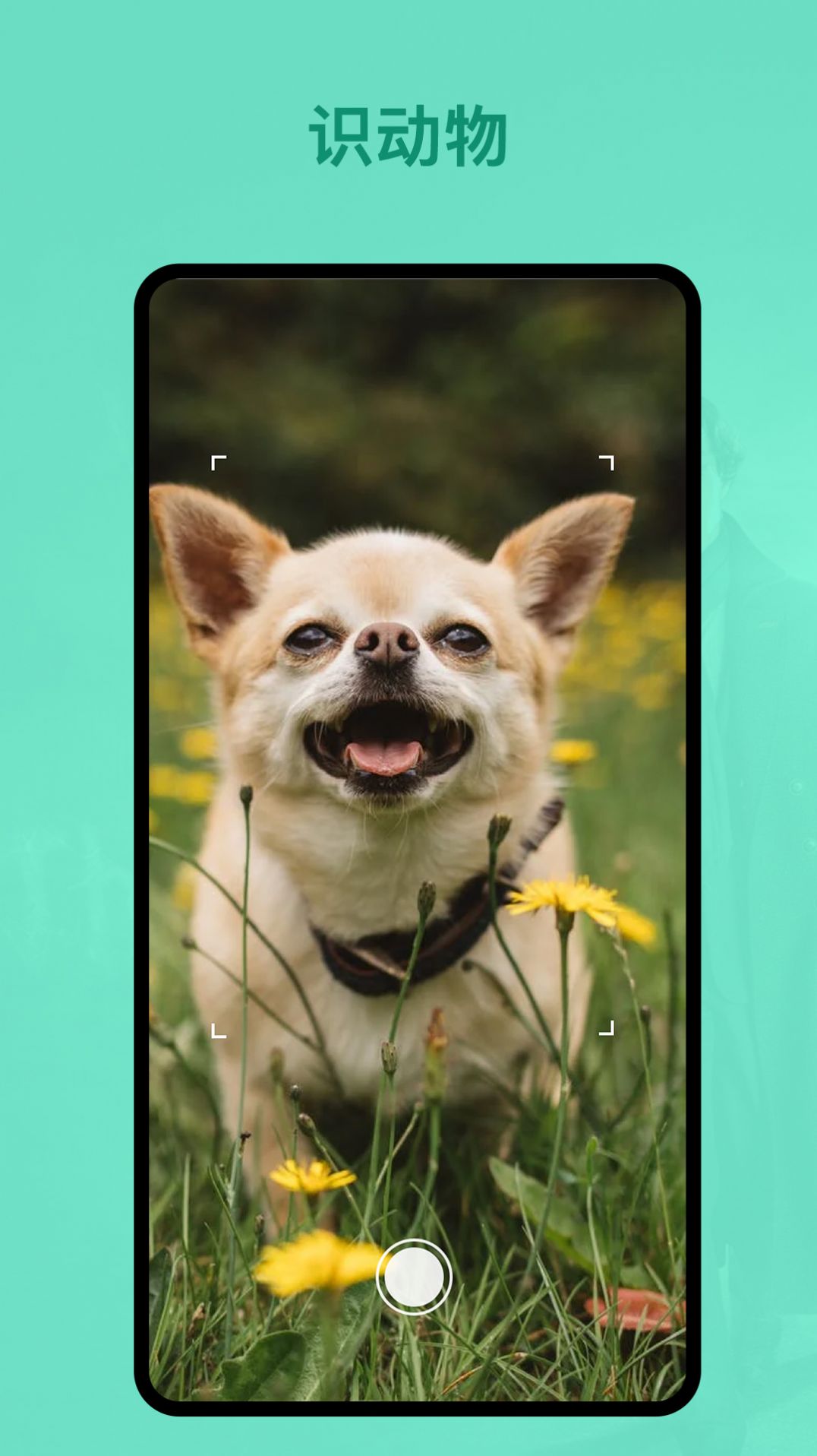 识植物app图1