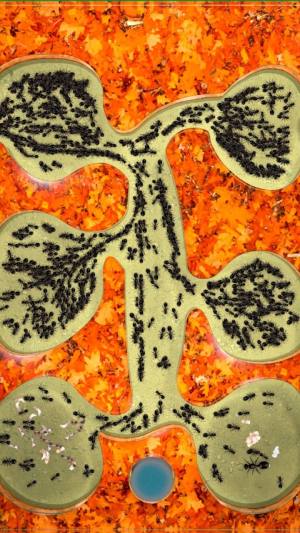 蚂蚁农场游戏官方安卓版图片1