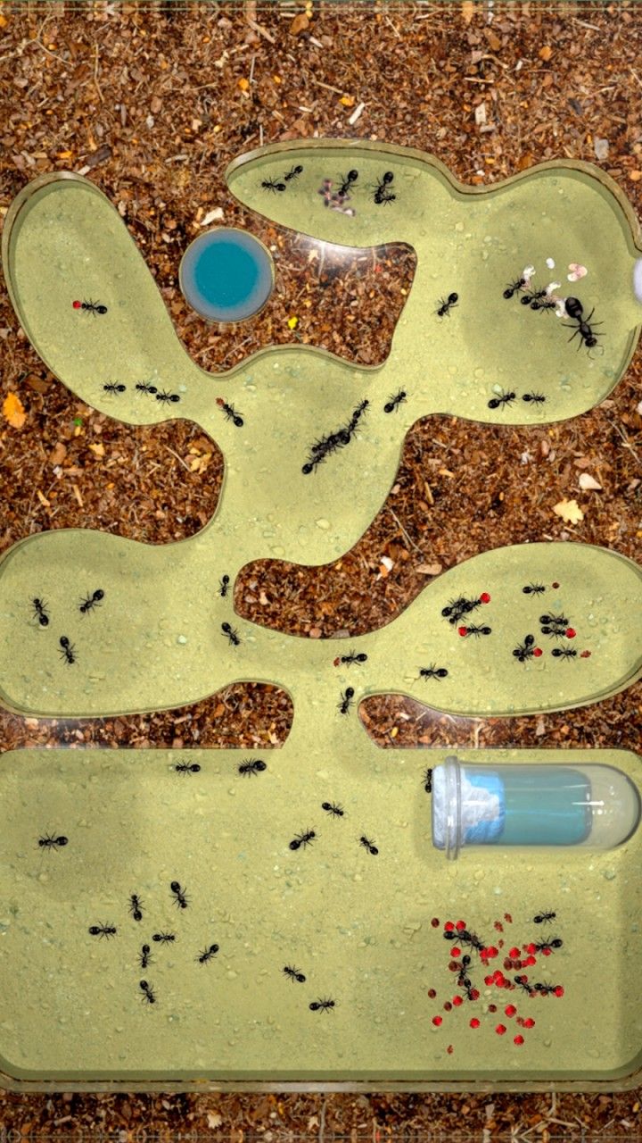 蚂蚁农场游戏官方安卓版图片2