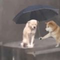 小狗淋雨表情包另一个狗撑伞