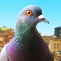 模拟鸽子游戏中文版（Pigeon Simulator） v13