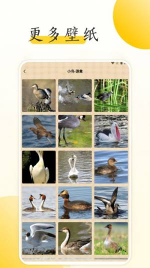 小鸟壁纸大全高清图片app手机版图片1