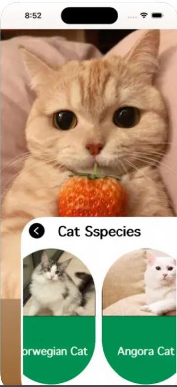 爱猫物语宠物店游戏手机版图片1