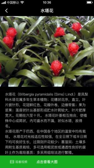 网纹草app手机版图片1