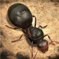 蚂蚁进化崛起中文版