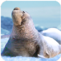 海豹大象游戏安卓官方版 v1.0.8