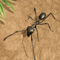 昆虫发育模拟器游戏官方版 v1.00