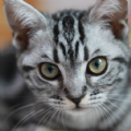 bobcat宠物管理app