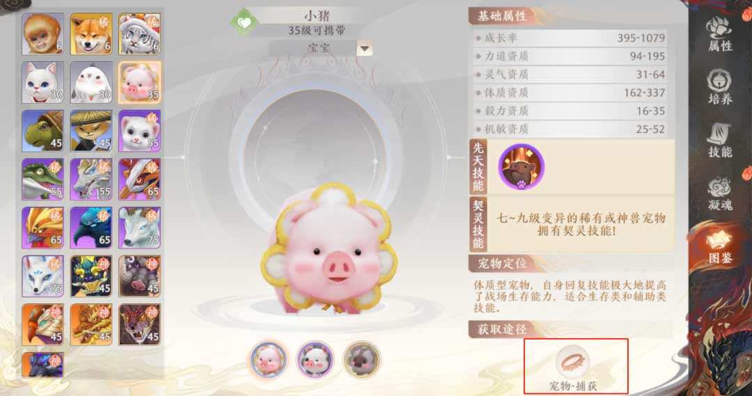 天龙八部2飞龙战天小猪宝宝怎么获得  宠物小猪获取攻略[多图]