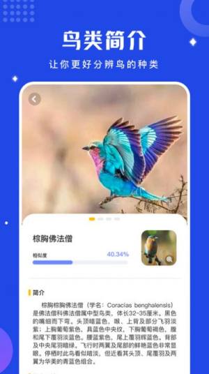 鸟语语言翻译器app官方版图片4