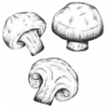 蘑菇识别高手app手机版 v1.1