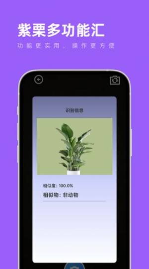 紫栗多功能汇app手机版图片1