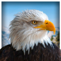 宠物美国鹰生活模拟3D游戏