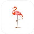 Flamingo graffiti palmting app